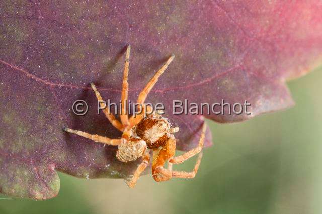 Philodromidae_0536.JPG - France, Araneae, Philodromidae, Araignée, Philodrome (Philodromus aureolus), femellle, Running crab spider